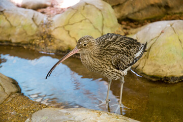 A large curlew (Latin: Numenius arquata) with a long beak stands in the water against the background of stones. Birds ornithology wildlife.