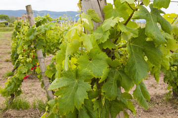 Vineyard and rose