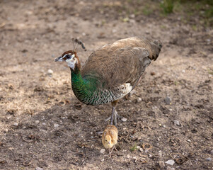 Peacock peahen in wildlife conservation park in Abu Dhabi, United Arab Emirates