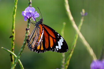 beautiful colours of life 