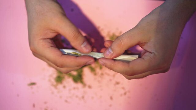 Male hands wrapping cannabis in paper against pink background.