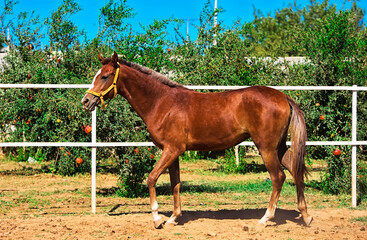 Obraz premium hourses