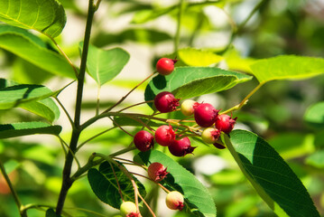 春には花を愛で、夏に実を食し、秋には紅葉を楽しめるジューンベリー