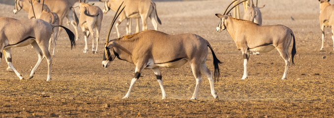 Gemsbok Antelope (South African Oryx) at a wildlife conservation park in Abu Dhabi, United Arab...