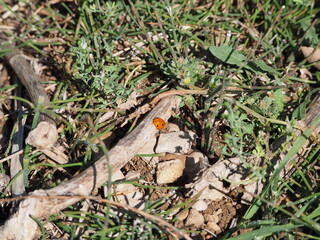 mariquita de color naranja, blanco y negro sobre un madero, lérida, españa, europa