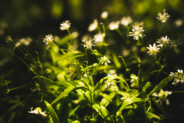 Green leaves and flowers.