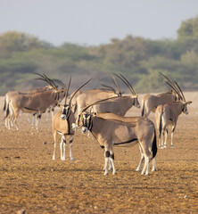 Gemsbok Antelope (South African Oryx) at a wildlife conservation park in Abu Dhabi, United Arab...