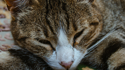 The relaxed cat is sleeping on the sofa.