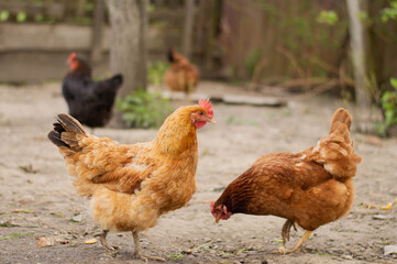 Red hens for a walk in the corral against the background of a blurred wall.