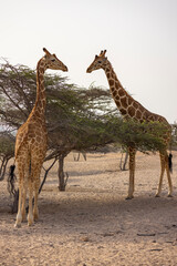 Naklejka na ściany i meble Giraffe in a wildlife conservation park, Abu Dhabi, United Arab Emirates