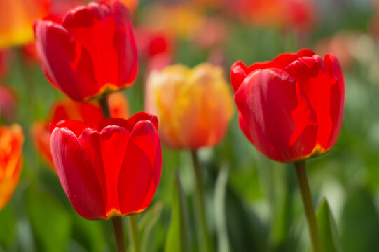 Blurred image of blooming red tulips in sunlight. Floral background.