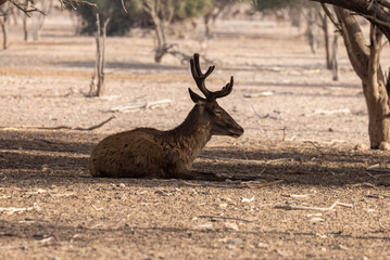 Naklejka na ściany i meble Indian Red Deer at a wildlife conservation park in Abu Dhabi, United Arab Emirates