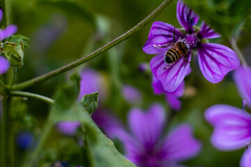 bee in bloom in nature