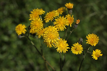 Yellow wildflowers in the meadow in summer