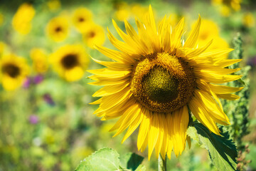 Fototapeta premium Close-up of a fully bloomed sunflower in a field in the Taunus / Germany 