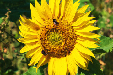 Close-up of a fully bloomed sunflower with two bees in a field in Taunus / Germany 