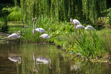 A group of magnificent flamingos stands by a pond 