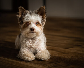 yorkshire terrier biro on the floor