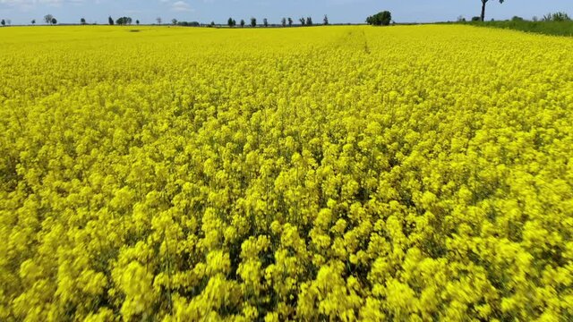 Aerial View Landscape Rapeseed Yellow Canola Field. Field of Blooming Rapeseed Aerial View. Yellow Rapeseed Flowers and Sky With Clouds. Summer Flowers Canola. Mustard Flowers. Spring Landscape.
