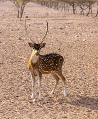 Chital Indian Spotted Deer at a wildlife conservation park in Abu Dhabi, United Arab Emirates