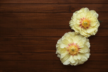 Beautiful yellow peonies in full bloom on wooden rustic background, top view. Flat lay. Space for text. Garden treasure.