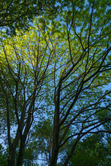 Obraz premium The woods and nature of the Lombard pre Alps in spring near the 