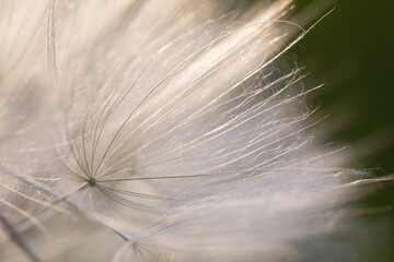 Selective focus of tilted bowl-shaped white dandelion flower with aerial parachutes on blurred natural background. Floral lace or wind currents. Botanical poster or flight of thought.