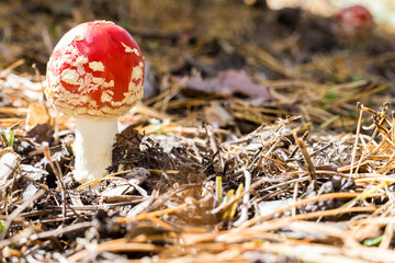 A small beautiful fly agaric with a red cap in the autumn forest. Space for copy space
