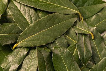 Fresh green leaves background. Top view. Flat lay pattern. Natural skin care concept.