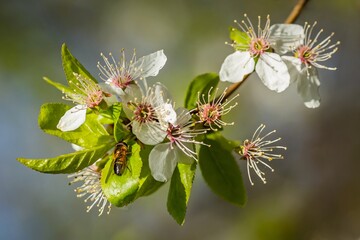 Fresh white and pink blossoms and green leaves growing on a fruit tree. Sunny spring day in an orchard. Blue sky in the background. A small brown fly sitting on a leaf.