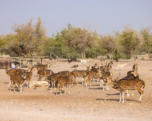 Chital Indian Spotted Deer at a wildlife conservation park in Abu Dhabi, United Arab Emirates