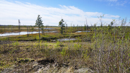 Fototapeta na wymiar landscape nature tundra spring summer blue sky green leaves trees