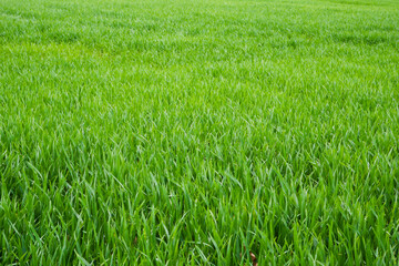 Bright green field of young wheat. Wheat field in spring. Natural background.