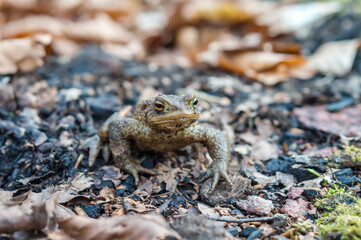Forest Toad. A frog in the woods. Amphibian jumping through the woods. The toad moves to the lake.