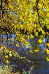 Autumn Forest. The sun's rays through the trees. A walk through the autumn forest. The forest lake.