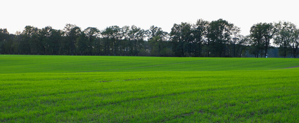 Green wheat field in spring. Bright green landscape. Grass and tree on the horizon in the diffused light of the sun.