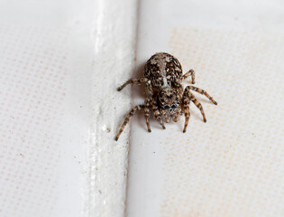 The jumping spider.
 A medium-sized, inconspicuous spider of brown or grayish tones, decorated with white hairs (in particular, a longitudinal white stripe runs along the center of the chest). It live