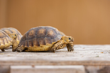 Egyptian tortoise in a wildlife conservation park, Abu Dhabi, United Arab Emirates