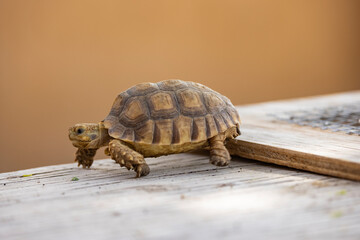 Egyptian tortoise in a wildlife conservation park, Abu Dhabi, United Arab Emirates