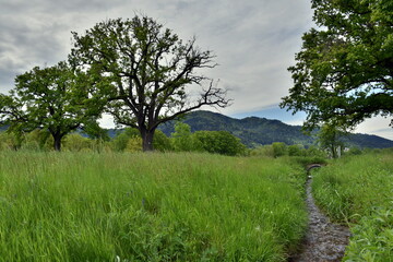 Schwarzwaldfrühlingslandschaft im Dreisamtal