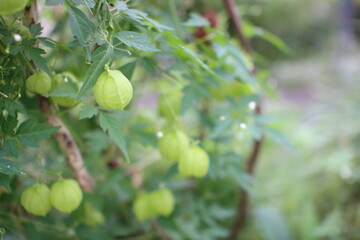 Japanese lantern plant