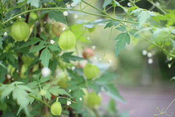 Japanese lantern plant