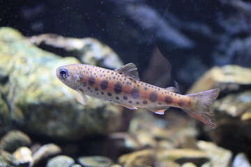 small fish in the river