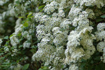 Białe kwiaty. 1.06.2021 20:00 © Michał S