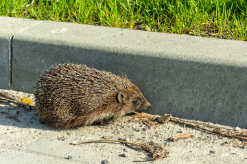 Sick hedgehog on the road at the curb © darekb22