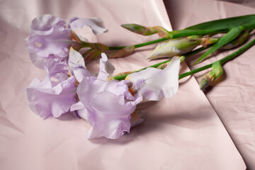 Bouquet of pink irises on a pink background
