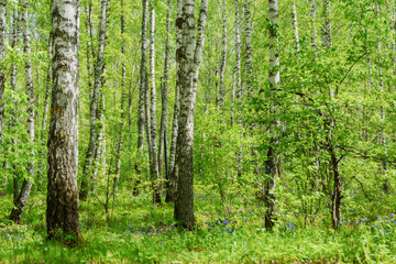 Beautiful summer landscape. Park with birches. There are beautiful, tall birches in the forest