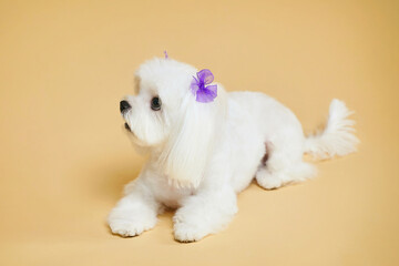 charming little Maltese lapdog. photo shoot in the studio on a yellow background
