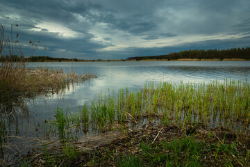 Reeds floating on the shore of the lake