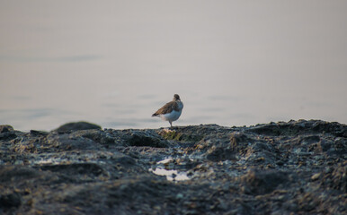 Sandpiper sitting on a marine rock with sea and horizon in background